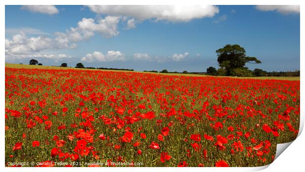 Poppies in field near Binham and Holt, North Norfolk, England, UK Print by Geraint Tellem ARPS