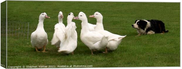 Bob rounding up Geese Canvas Print by Stephen Hamer