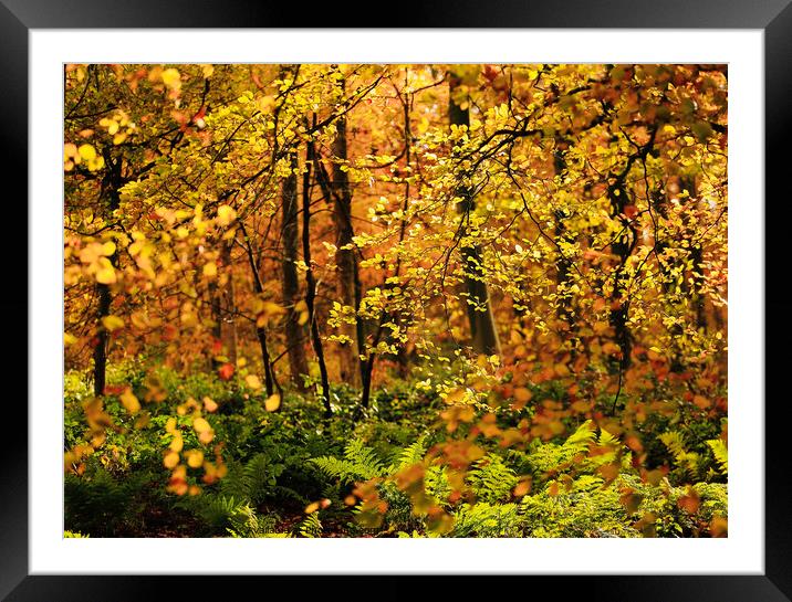 Autumn colour  Framed Mounted Print by Simon Johnson