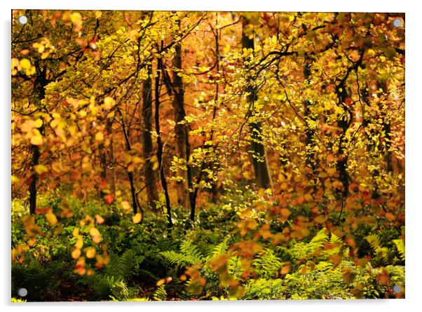 Autumn colour  Acrylic by Simon Johnson
