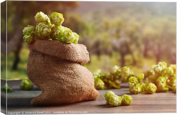Burlap Sack Filled With Hops Canvas Print by Amanda Elwell