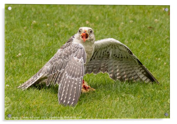 Peregine Falcon  Acrylic by Holly Burgess