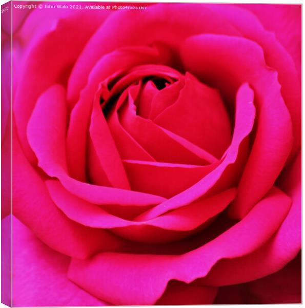 Pink Rose (Digital Art) Canvas Print by John Wain