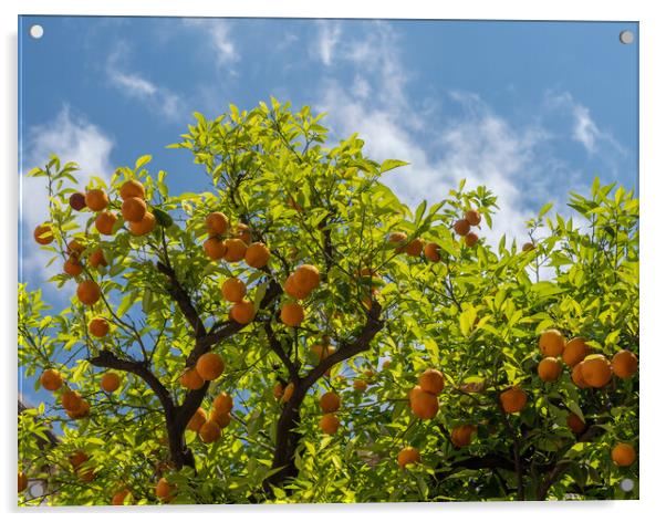 Oranges growing in courtyard of monastery Acrylic by Steve Heap
