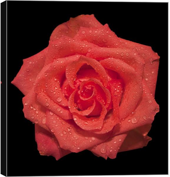 Rose Canvas Print by Roger Green
