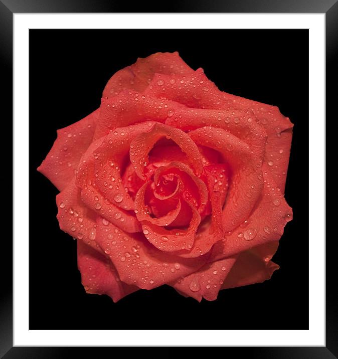 Rose Framed Mounted Print by Roger Green