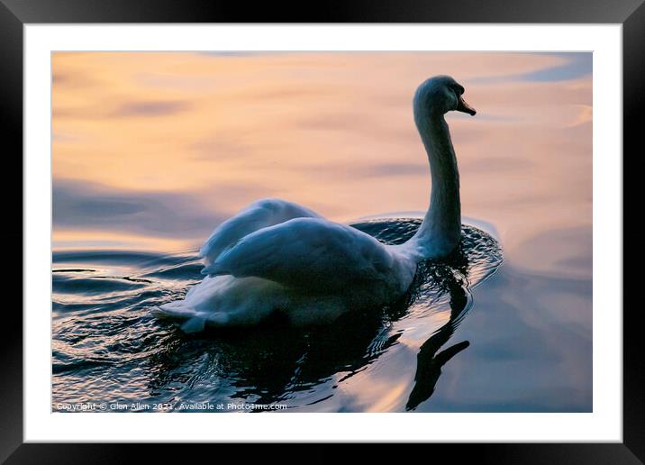 Swan Lake Framed Mounted Print by Glen Allen