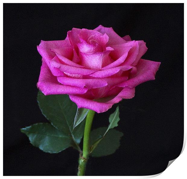 Rose Print by Roger Green