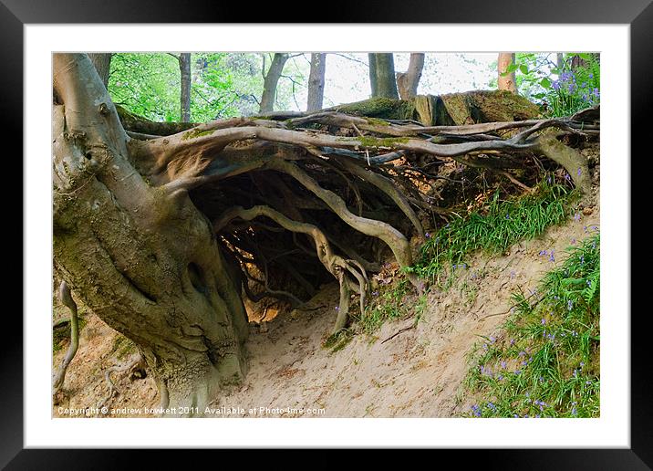 Roots Framed Mounted Print by andrew bowkett
