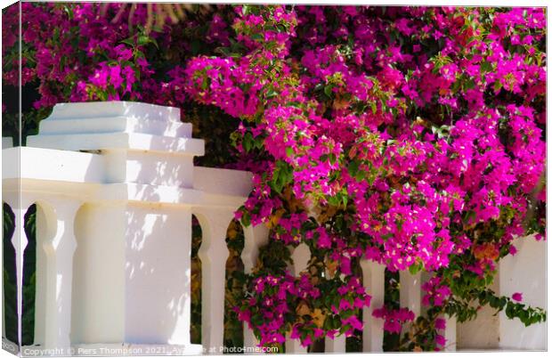 Beautiful Bougainvillea in Spain Canvas Print by Piers Thompson