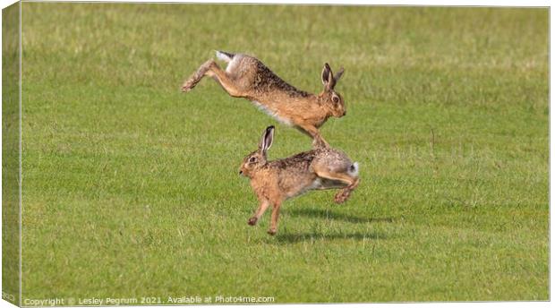 Norfolk hares jumping  Canvas Print by Lesley Pegrum