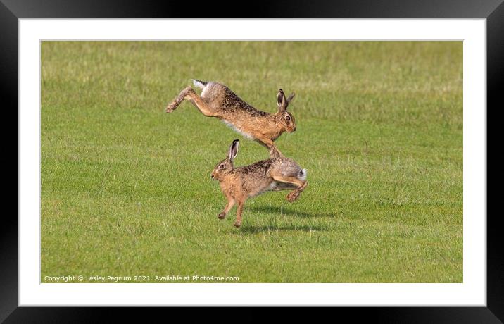 Norfolk hares jumping  Framed Mounted Print by Lesley Pegrum