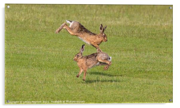 Norfolk hares jumping  Acrylic by Lesley Pegrum