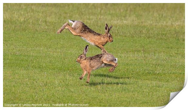 Norfolk hares jumping  Print by Lesley Pegrum