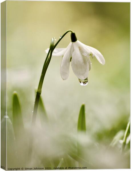 Snowdrop with dew Canvas Print by Simon Johnson