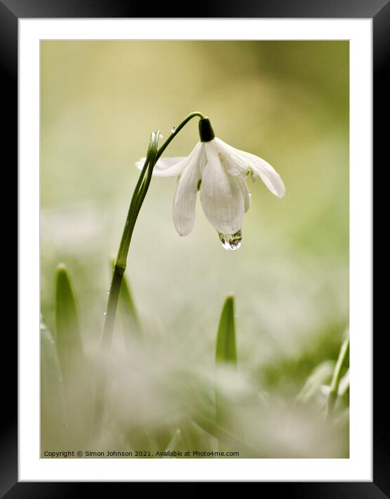 Snowdrop with dew Framed Mounted Print by Simon Johnson
