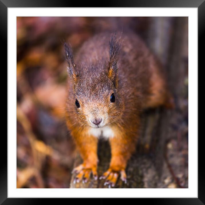 Up close with a Red squirrel Framed Mounted Print by Jason Wells