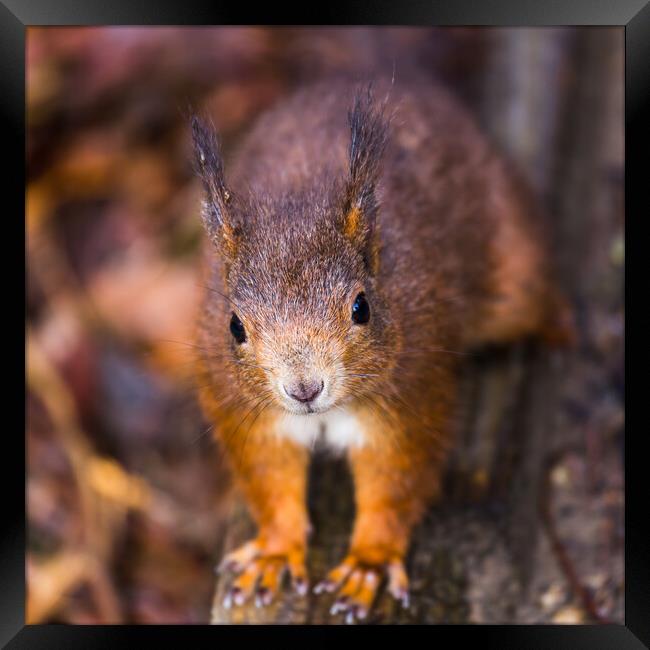 Up close with a Red squirrel Framed Print by Jason Wells