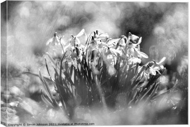 Snowdrop flowers Canvas Print by Simon Johnson