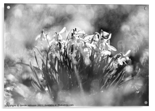 Snowdrop flowers Acrylic by Simon Johnson