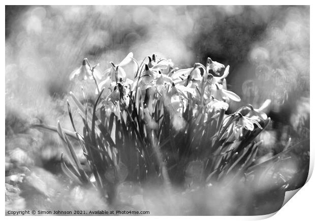 Snowdrop flowers Print by Simon Johnson