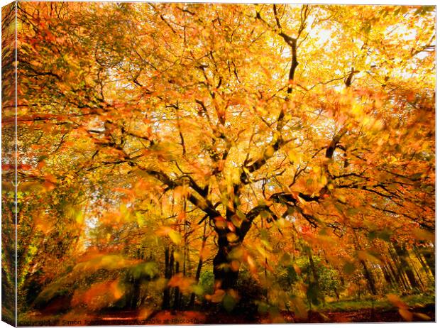 Beech tree, leaves sunlight and wind Canvas Print by Simon Johnson