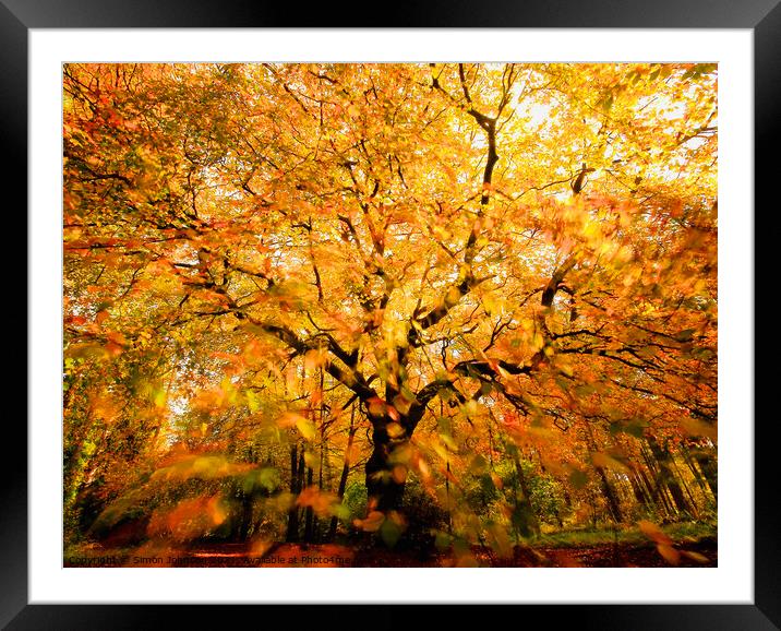 Beech tree, leaves sunlight and wind Framed Mounted Print by Simon Johnson