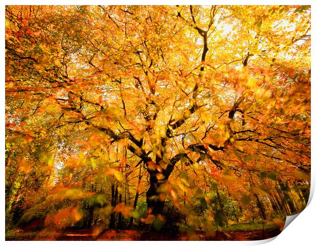 Beech tree, leaves sunlight and wind Print by Simon Johnson