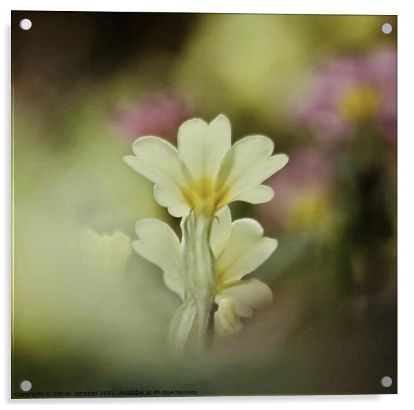 sunlit primrose Acrylic by Simon Johnson