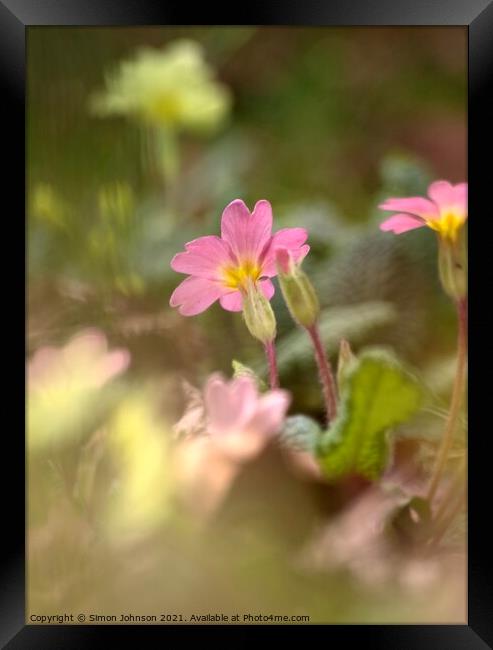 Primrosetflower Framed Print by Simon Johnson