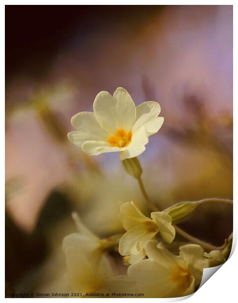 Primrose flower Print by Simon Johnson