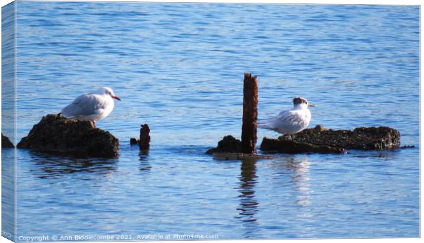 Two little sea birds sat on some rocks Canvas Print by Ann Biddlecombe