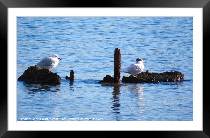Two little sea birds sat on some rocks Framed Mounted Print by Ann Biddlecombe