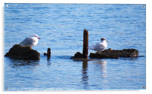 Two little sea birds sat on some rocks Acrylic by Ann Biddlecombe