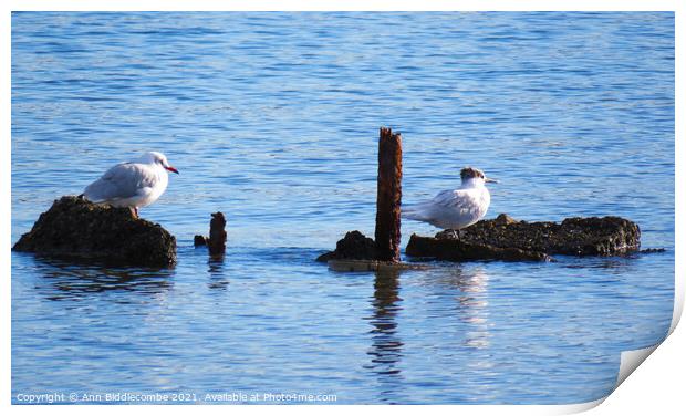 Two little sea birds sat on some rocks Print by Ann Biddlecombe