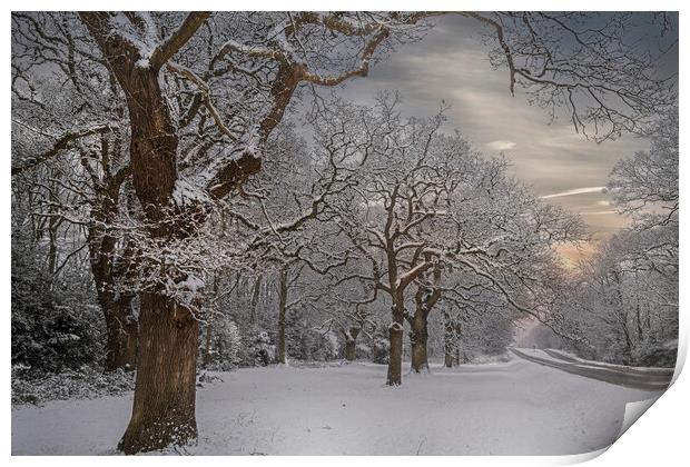 Winter Snow at Hartley Witney in Hampshire Print by Dave Williams