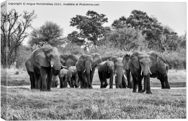 Elephants leaving river in Okavango Delta #2 mono Canvas Print by Angus McComiskey