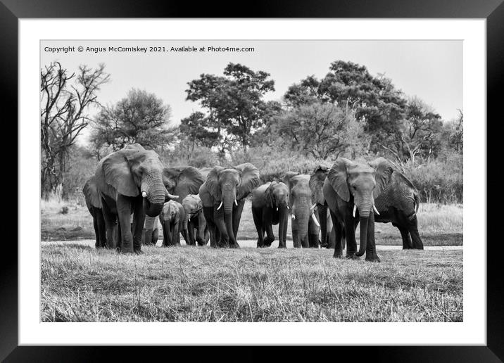 Elephants leaving river in Okavango Delta #2 mono Framed Mounted Print by Angus McComiskey