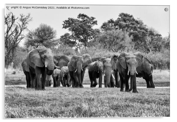 Elephants leaving river in Okavango Delta #2 mono Acrylic by Angus McComiskey