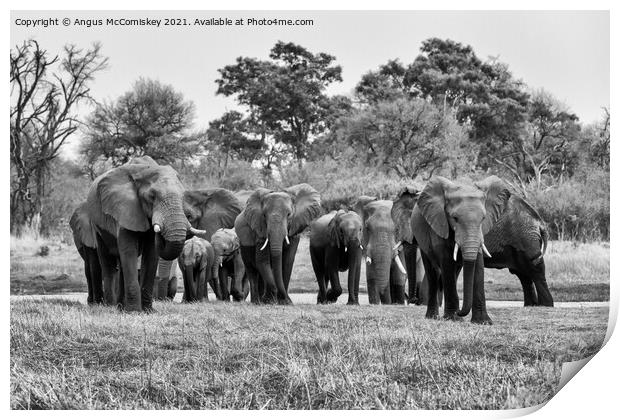 Elephants leaving river in Okavango Delta #2 mono Print by Angus McComiskey