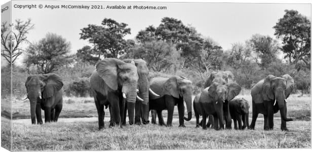Elephants leaving river in Okavango Delta mono Canvas Print by Angus McComiskey