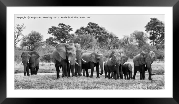 Elephants leaving river in Okavango Delta mono Framed Mounted Print by Angus McComiskey