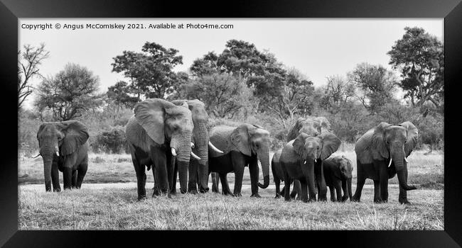 Elephants leaving river in Okavango Delta mono Framed Print by Angus McComiskey