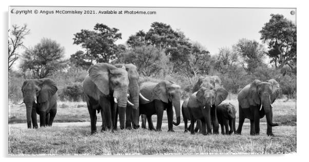 Elephants leaving river in Okavango Delta mono Acrylic by Angus McComiskey