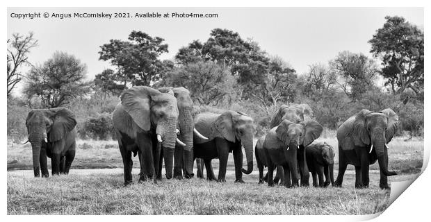 Elephants leaving river in Okavango Delta mono Print by Angus McComiskey