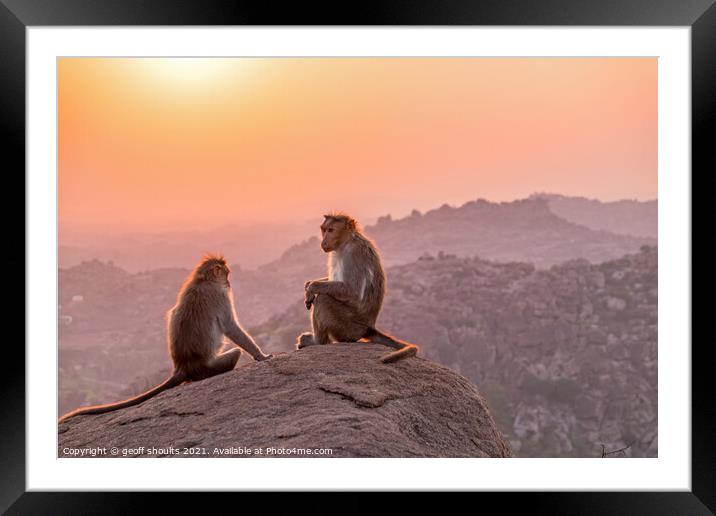 Temple monkeys, India  Framed Mounted Print by geoff shoults