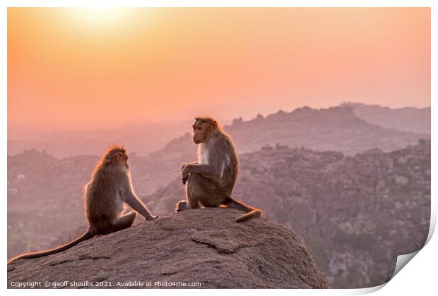 Temple monkeys, India  Print by geoff shoults