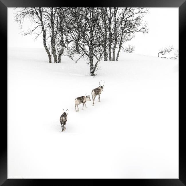 Reindeer in the Arctic Framed Print by geoff shoults