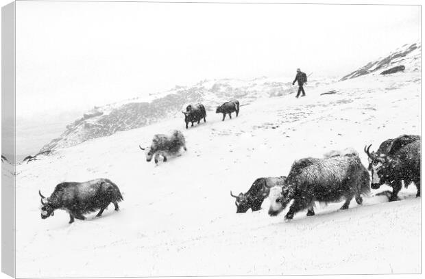 Yaks in the snow Canvas Print by geoff shoults