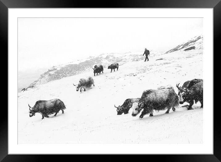 Yaks in the snow Framed Mounted Print by geoff shoults